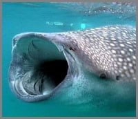 Baja whale sharks eat plankton are fun to swim with