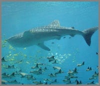 Baja whale shark near Las Animas Eco-Lodge Sea of Cortez
