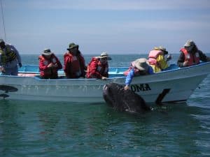 Baja Whale watching trips inOjo de Libre