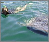 Baja whale shark snorkeling