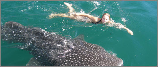 Swim with Gentle Baja Whale Sharks @ Baja AIrventures