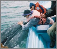 baja whale watching and petting