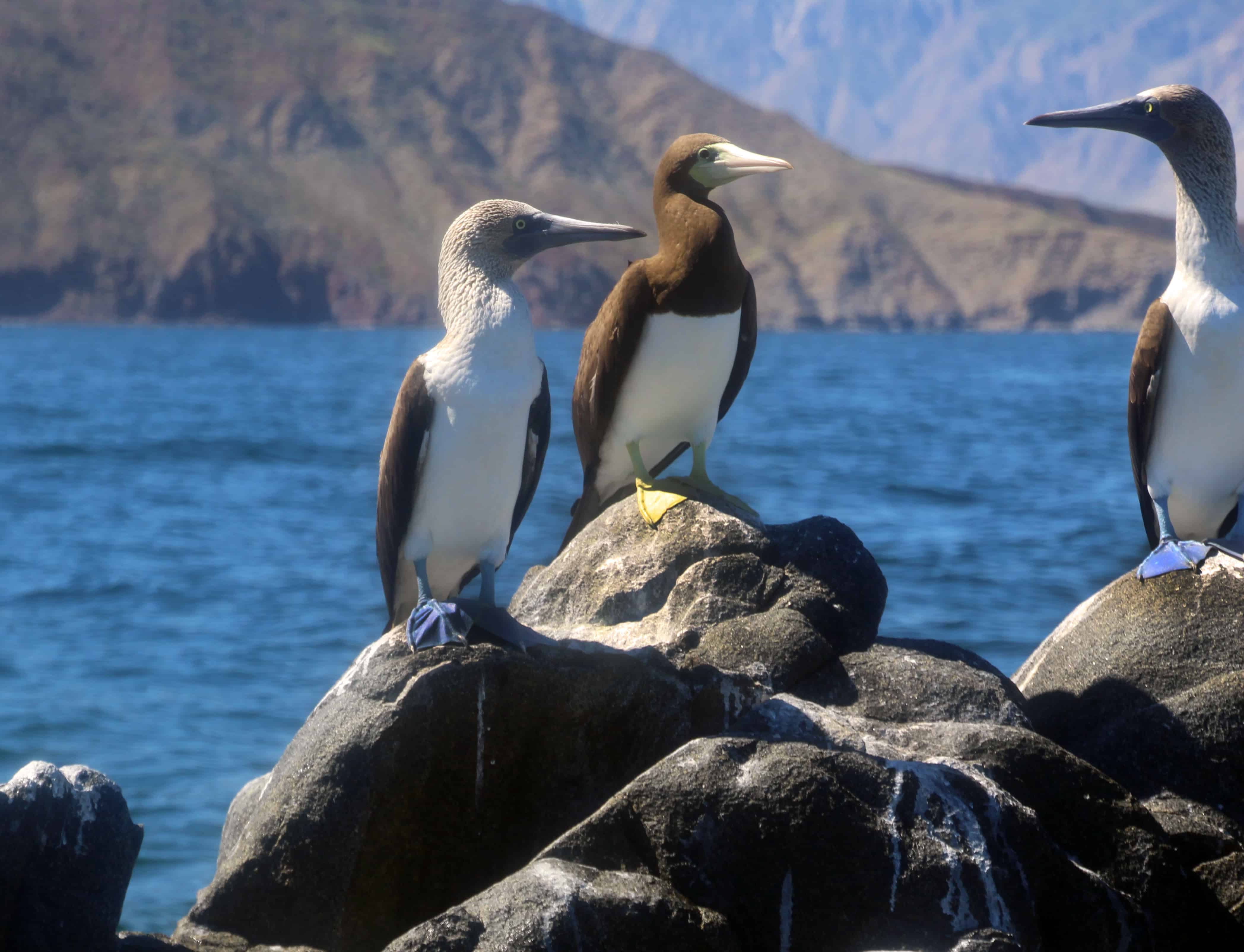 Blue-Footed Boobies Baja bird watching nature tours in Midriff Islands Sea of Cortez