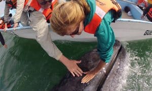 "Best of Baja" Whales, Dolphins & Sea Lions Tour