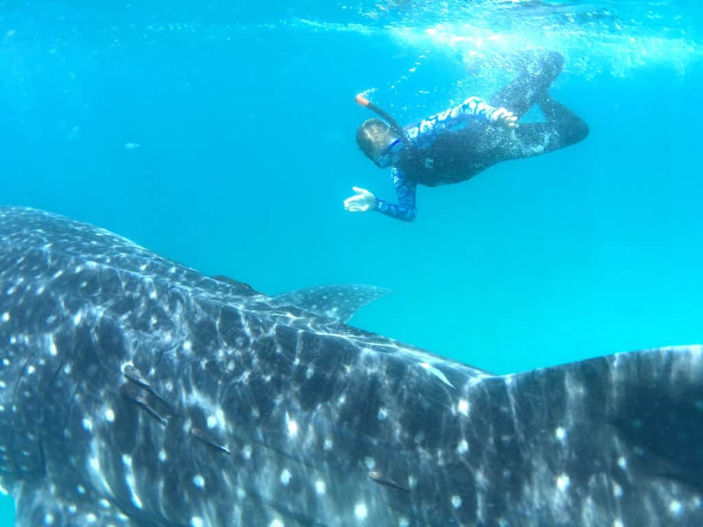 Baja Whale Sharks Tour Snorkeling Questions and Answers from 60 year Baja travel experts