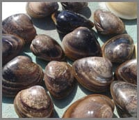 Sea of Cortez clams