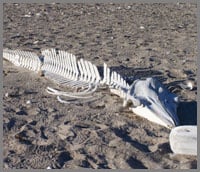 Sea of Cortez dolphin skeleton