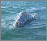 Baja whale watching 