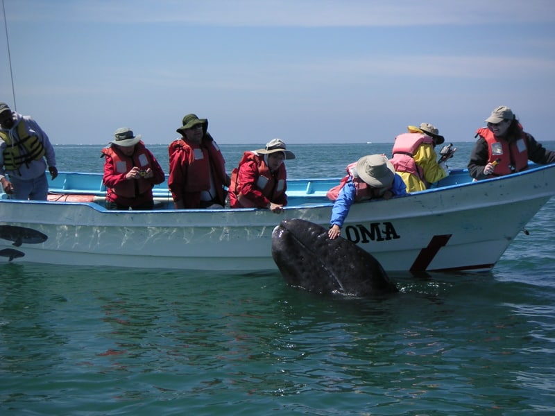 Frequently Asked Questions Baja Whale Watching in Scammons Lagoon