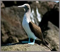 Baja bird watching - blue footed bobbie