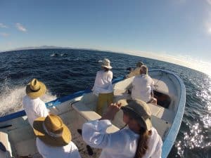 Baja whale watching and jumping dolphin video