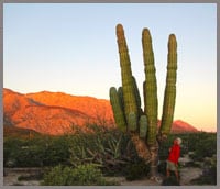 baja nature tours in the Midriff Islands