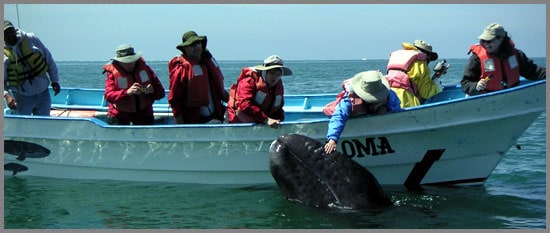 Frequently Asked Questions Baja Whale Watching grey whale petting