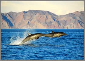 Sea of Cortez jumping dolphins