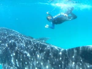 Baja whale Sharks Snorkeling Questions and Answers