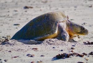 midriff island tours - Baja green sea turtles laying egss at las Animas ecolodge beach