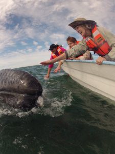 Nancy Caruso Baja Whale watching trips